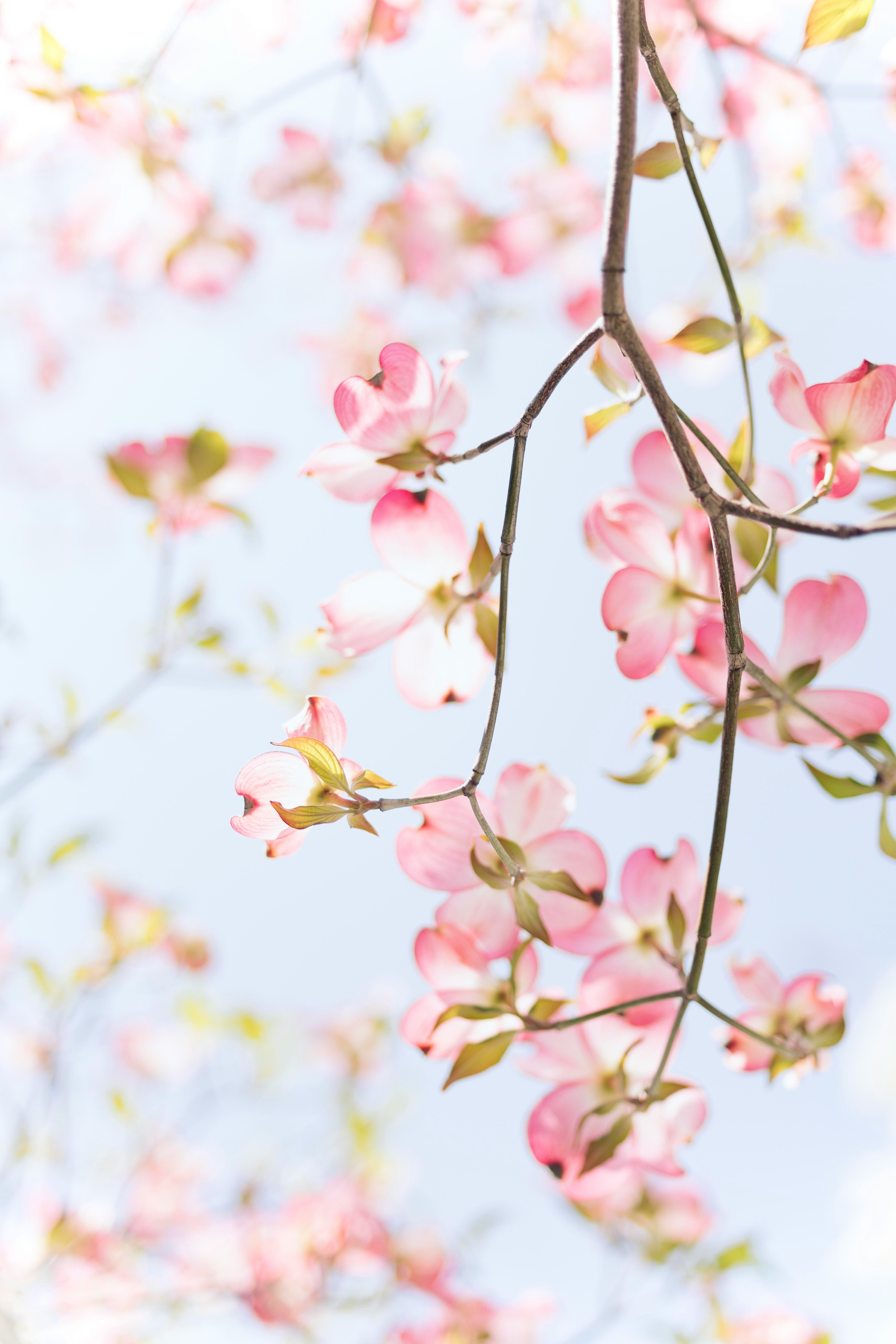 pink and white petaled flowers